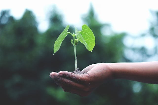 Gardening with grow bags – use this uncomplicated, space-spacing method to cultivate your own produce and veg