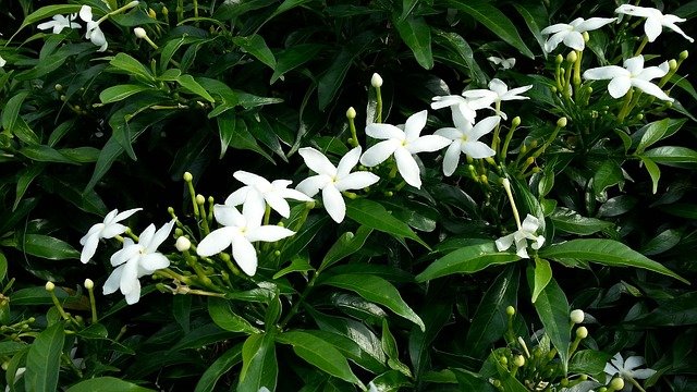 How to prune star jasmine – and keep this vigorous climber under control